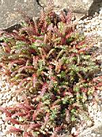 Sedum rupestre, forme glauque (fam Crassulacees) (Europe) (1) (Photo F. Mrugala)